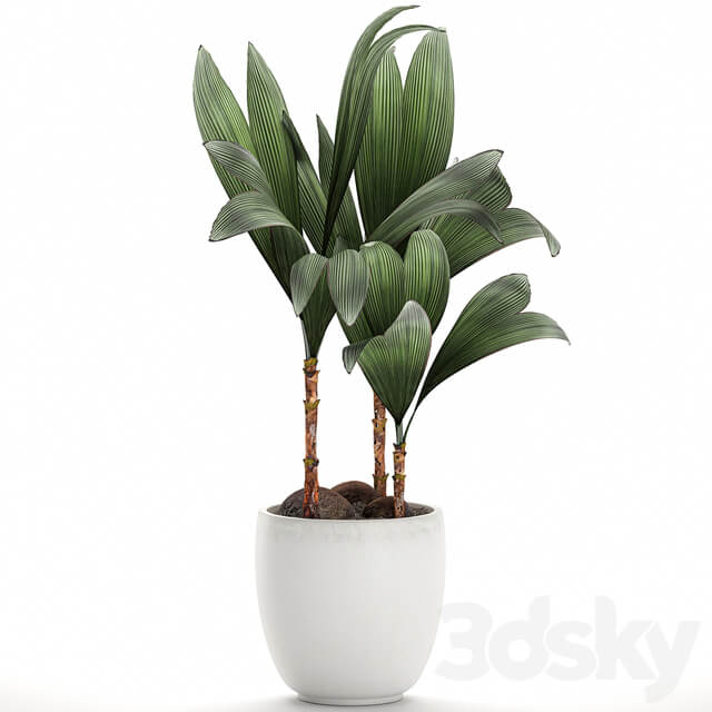 Plant Cocos nucifera 679. Mini coconut tree white pot flowerpot Scandinavian style tropical exotic 3D Models
