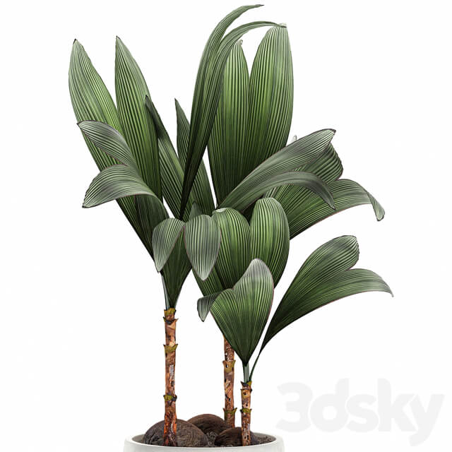 Plant Cocos nucifera 679. Mini coconut tree white pot flowerpot Scandinavian style tropical exotic 3D Models