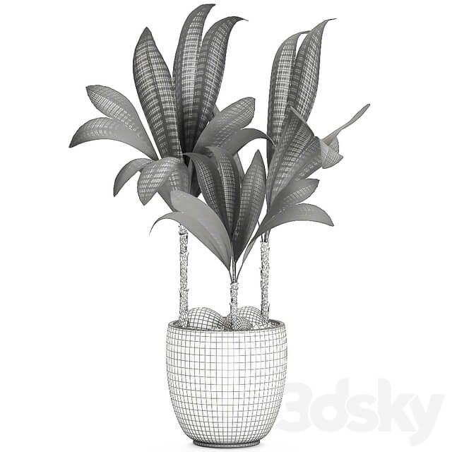 Plant Cocos nucifera 679. Mini coconut tree white pot flowerpot Scandinavian style tropical exotic 3D Models