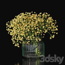 Gypsophila 03 
