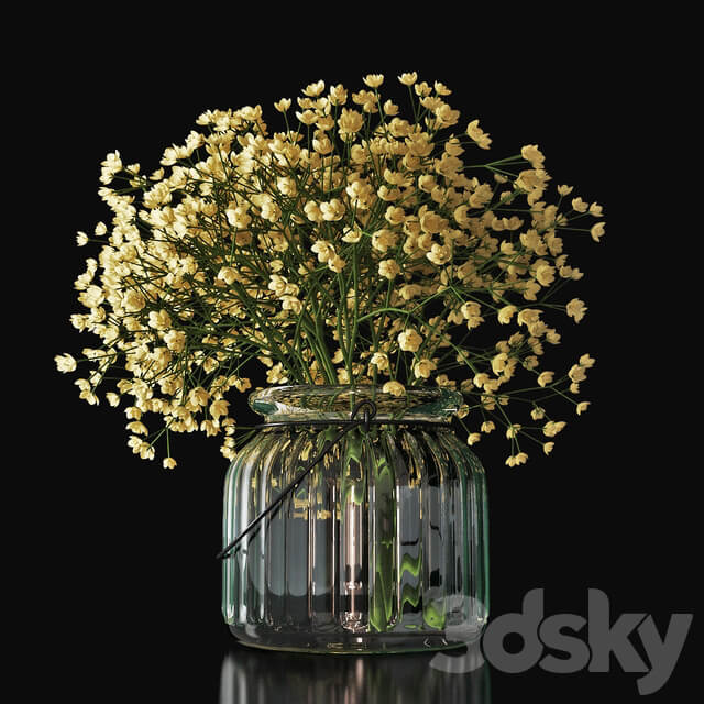 Gypsophila 03
