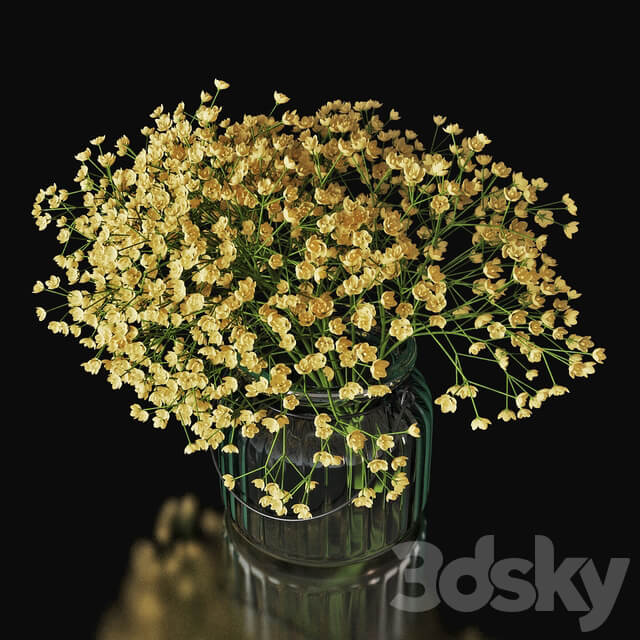 Gypsophila 03