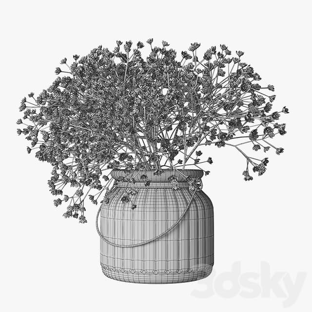 Gypsophila 03