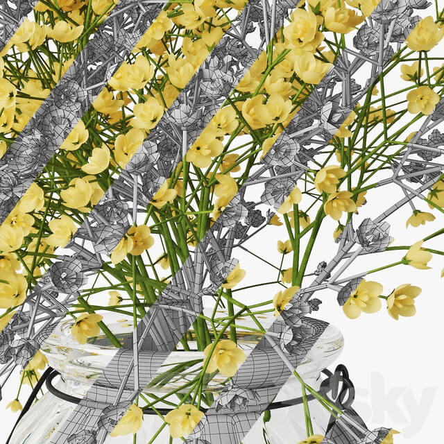 Gypsophila 03