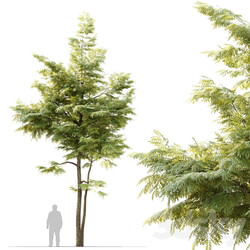 Ash tree 10 
