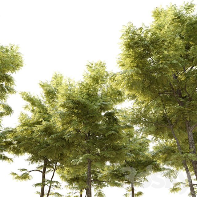 Ash tree 10
