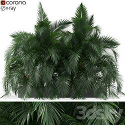Plants collection 358 