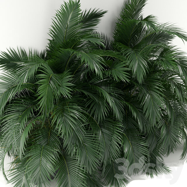 Plants collection 358
