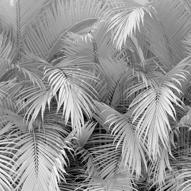Plants collection 358