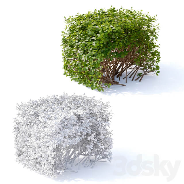 Birch leaved spirea Hedge Spiraea betulifolia