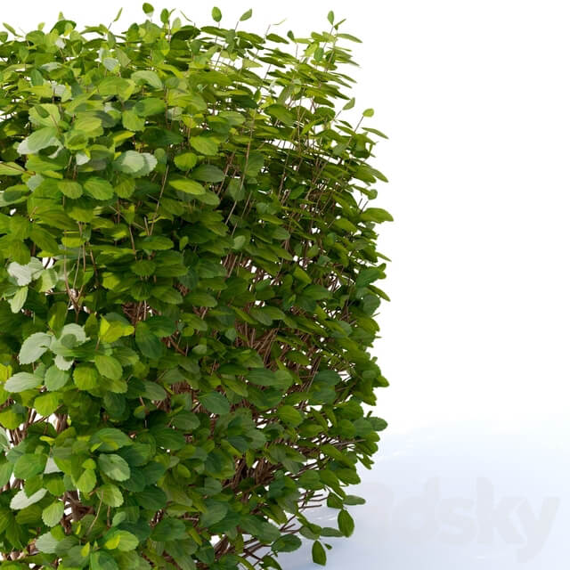 Birch leaved spirea Hedge Spiraea betulifolia