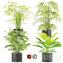 Collection plant vol 2 