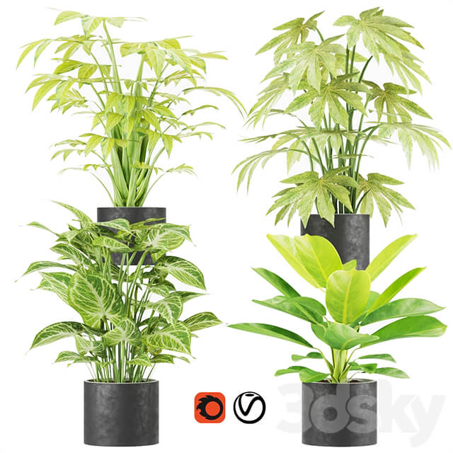 Collection plant vol 2