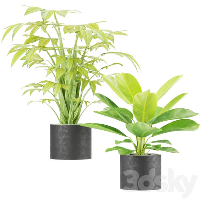 Collection plant vol 2