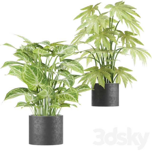 Collection plant vol 2