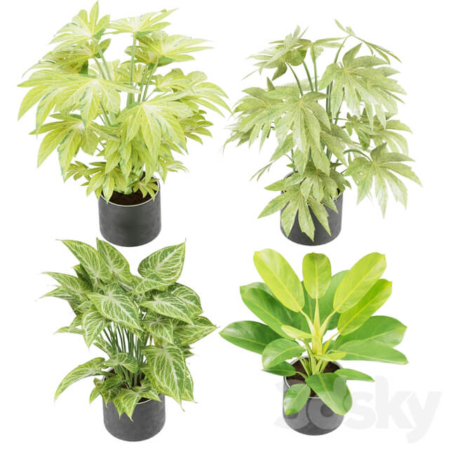 Collection plant vol 2