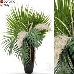 Plants collection 368 