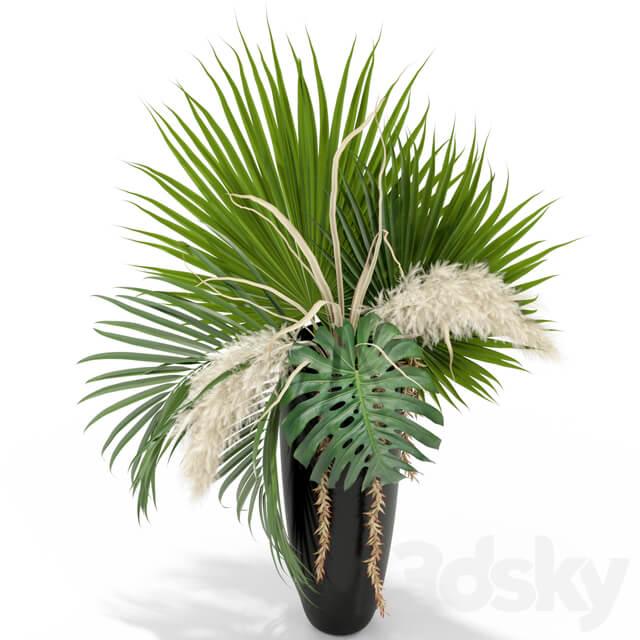Plants collection 368