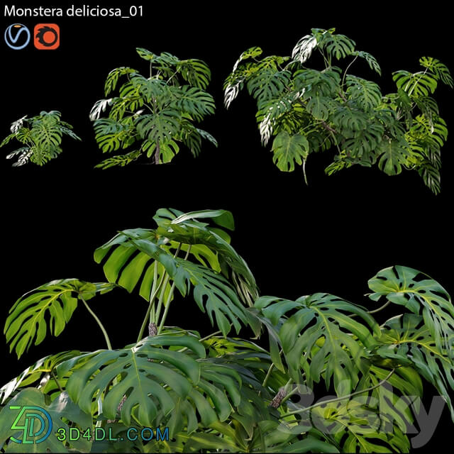 Monstera deliciosa 01