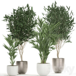 Plant collection 695. Ficus Binnendijka Ficus Ali tree palm tree white pot Scandinavian style luxury flowerpot Ficus Alii 3D Models 