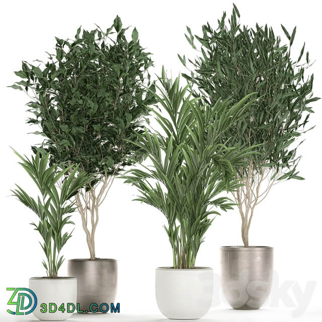 Plant collection 695. Ficus Binnendijka Ficus Ali tree palm tree white pot Scandinavian style luxury flowerpot Ficus Alii 3D Models
