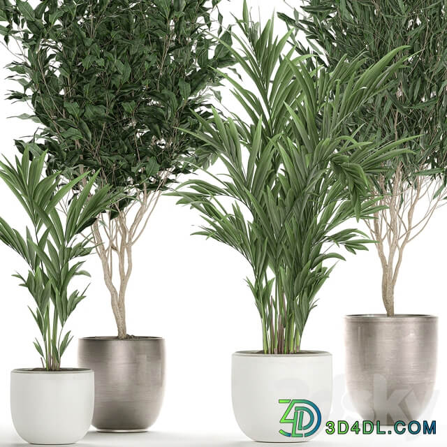 Plant collection 695. Ficus Binnendijka Ficus Ali tree palm tree white pot Scandinavian style luxury flowerpot Ficus Alii 3D Models