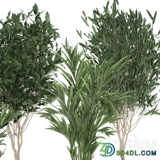 Plant collection 695. Ficus Binnendijka Ficus Ali tree palm tree white pot Scandinavian style luxury flowerpot Ficus Alii 3D Models