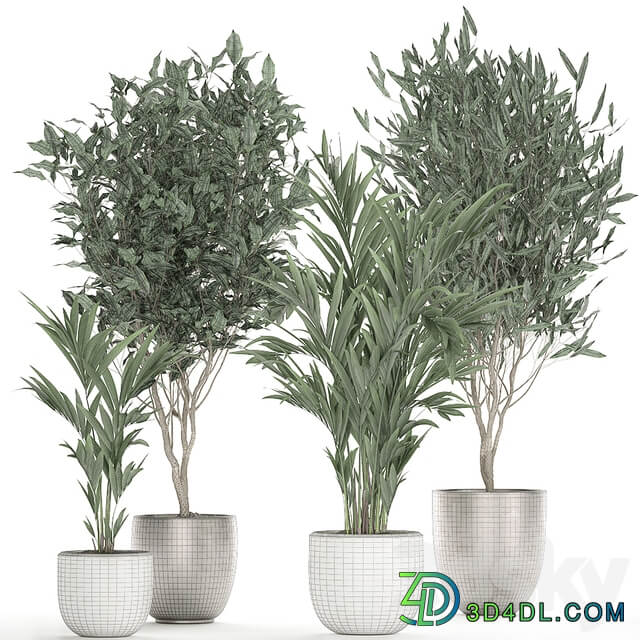 Plant collection 695. Ficus Binnendijka Ficus Ali tree palm tree white pot Scandinavian style luxury flowerpot Ficus Alii 3D Models