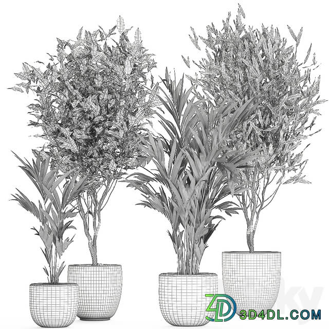 Plant collection 695. Ficus Binnendijka Ficus Ali tree palm tree white pot Scandinavian style luxury flowerpot Ficus Alii 3D Models
