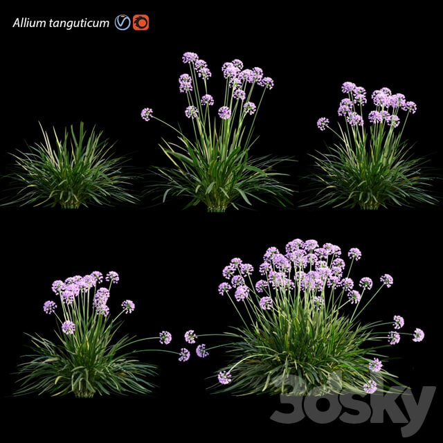 Allium tanguticum 03