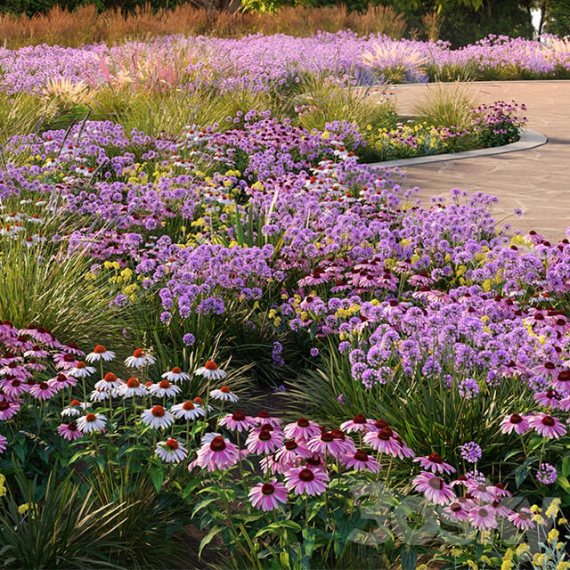 Allium tanguticum 03