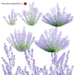Perovskia atriplicifolia Russian Sage 