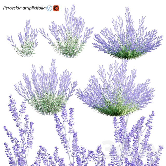 Perovskia atriplicifolia Russian Sage