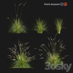 Prairie dropseed Sporobolus heterolepis 