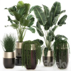 Plant collection 706. Godwin Longhi Banana Calathea Ragwort Flowerpot Pot Hanging Plants Strelitzia Succulents Luxury Pot Senecio rowleyanus Pearls succulent 3D Models 