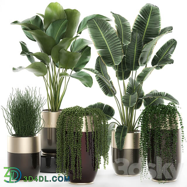 Plant collection 706. Godwin Longhi Banana Calathea Ragwort Flowerpot Pot Hanging Plants Strelitzia Succulents Luxury Pot Senecio rowleyanus Pearls succulent 3D Models