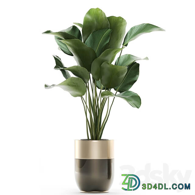 Plant collection 706. Godwin Longhi Banana Calathea Ragwort Flowerpot Pot Hanging Plants Strelitzia Succulents Luxury Pot Senecio rowleyanus Pearls succulent 3D Models