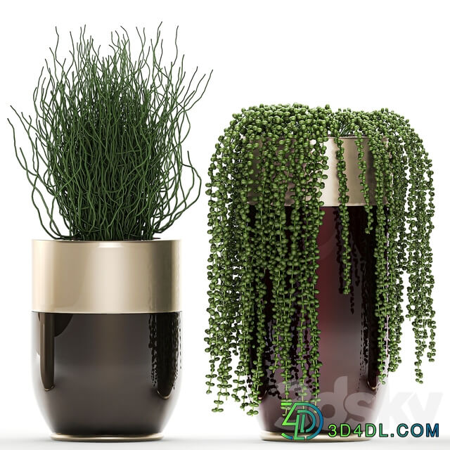 Plant collection 706. Godwin Longhi Banana Calathea Ragwort Flowerpot Pot Hanging Plants Strelitzia Succulents Luxury Pot Senecio rowleyanus Pearls succulent 3D Models
