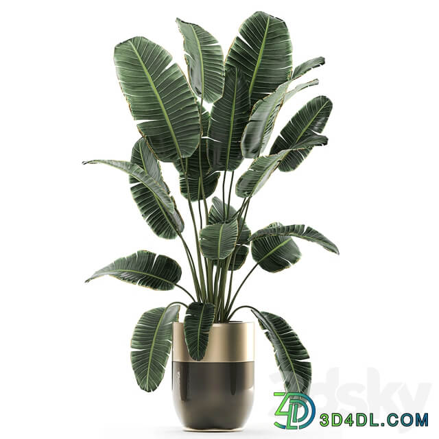 Plant collection 706. Godwin Longhi Banana Calathea Ragwort Flowerpot Pot Hanging Plants Strelitzia Succulents Luxury Pot Senecio rowleyanus Pearls succulent 3D Models