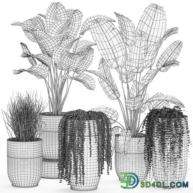 Plant collection 706. Godwin Longhi Banana Calathea Ragwort Flowerpot Pot Hanging Plants Strelitzia Succulents Luxury Pot Senecio rowleyanus Pearls succulent 3D Models