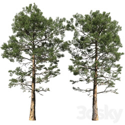 Pine Pinus 002 16.5m  