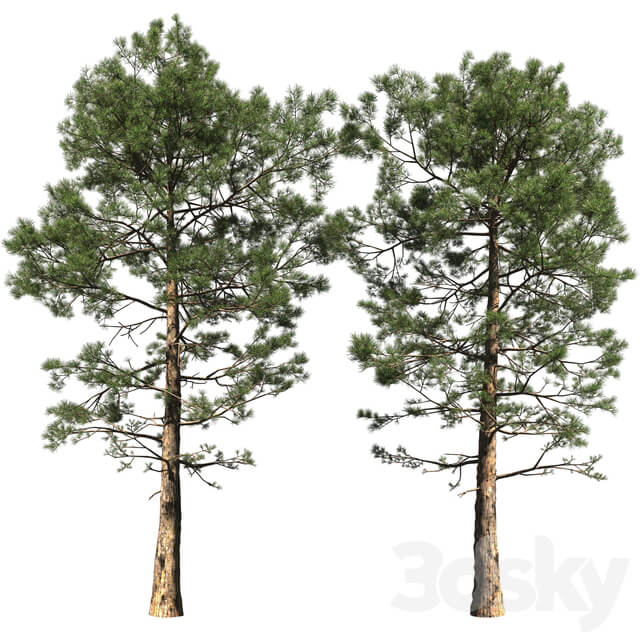 Pine Pinus 002 16.5m 