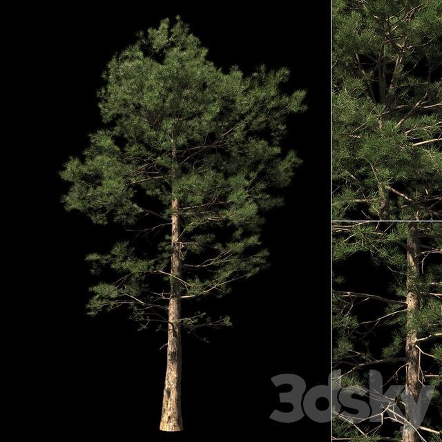 Pine Pinus 002 16.5m 