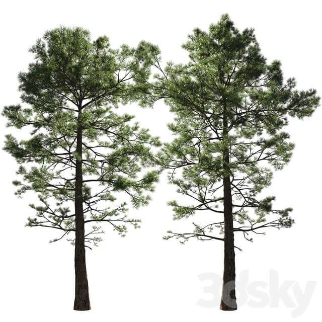 Pine Pinus 002 16.5m 