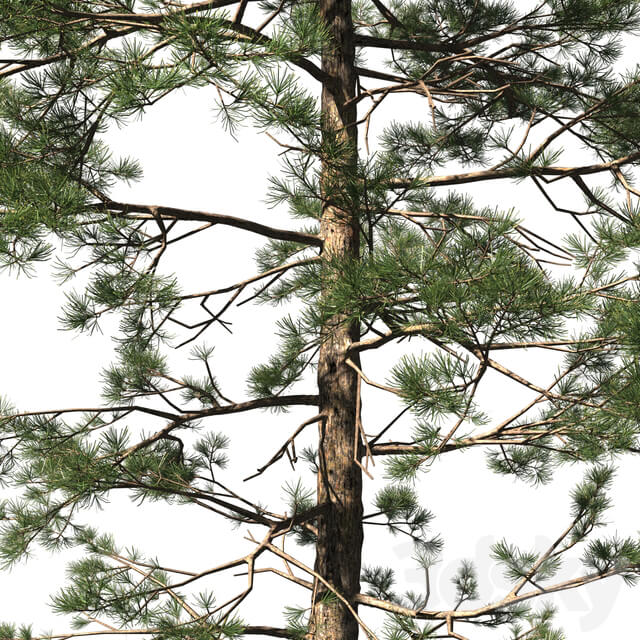 Pine Pinus 002 16.5m 