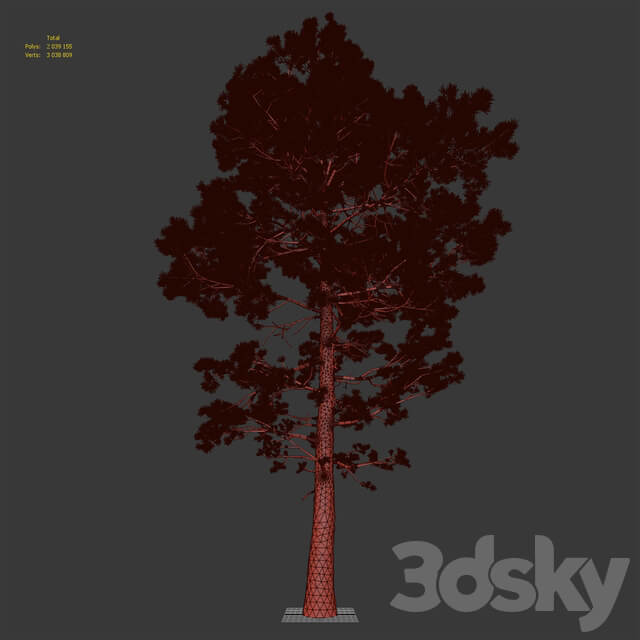 Pine Pinus 002 16.5m 