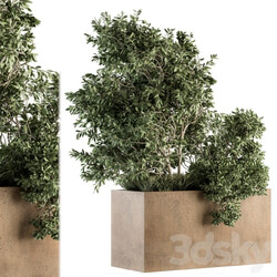Outdoor Plants Olive Set 82 