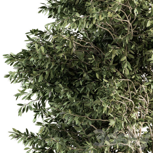 Outdoor Plants Olive Set 82