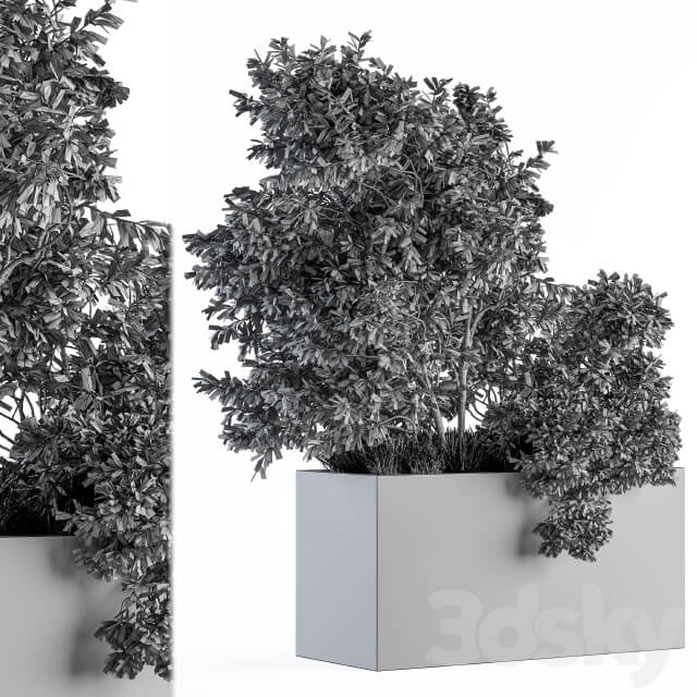 Outdoor Plants Olive Set 82
