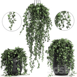 Plant collection 725. 3D Models 